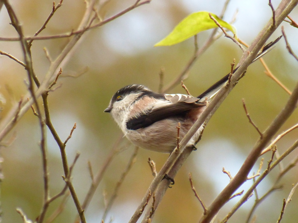 秋の里山で(エナガ)  