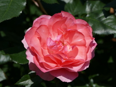 春の花14(バラ4)