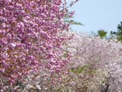 桜