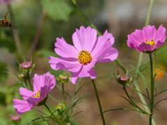 コスモス
