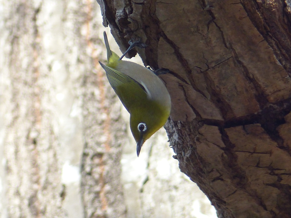 冬の里山で5(メジロ)