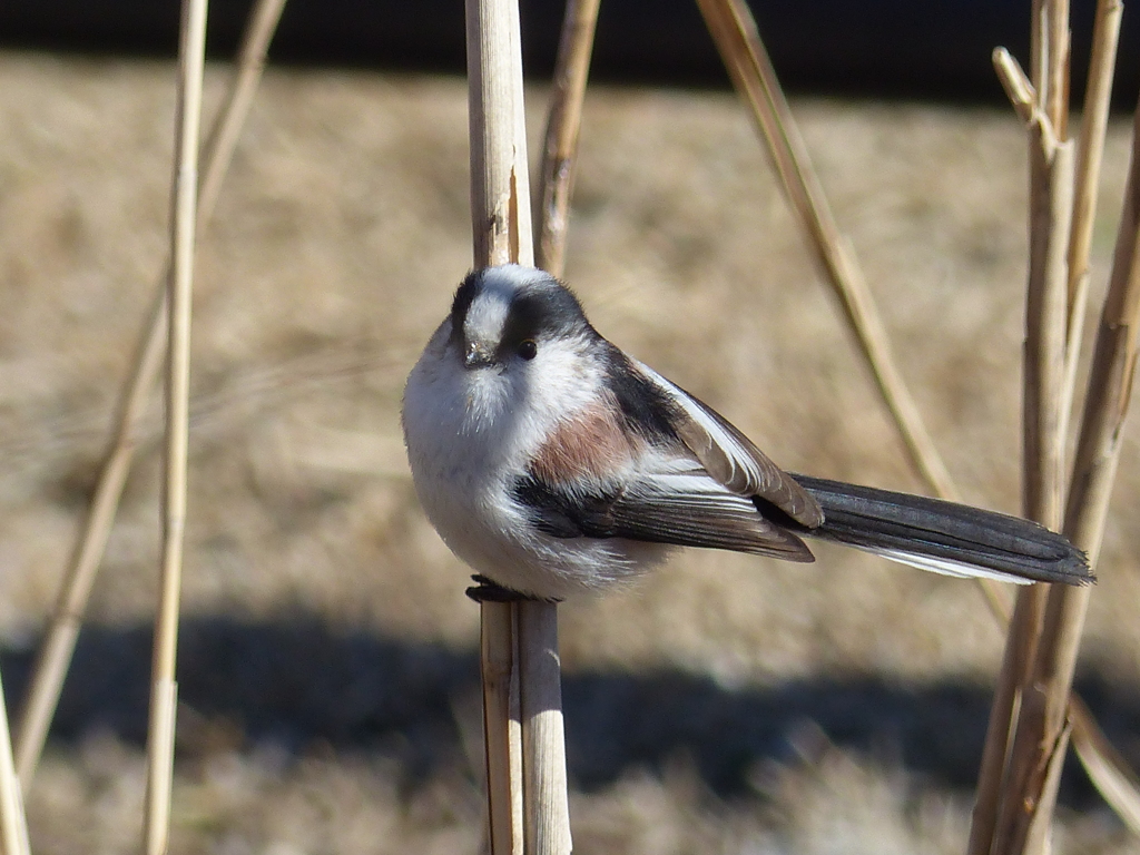 里山の冬鳥たち