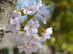 桜