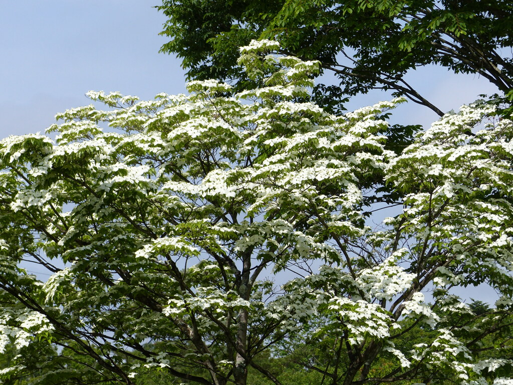 新緑の里山で5(ヤマボウシ)