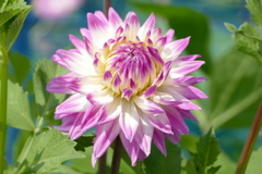 夏の花壇で