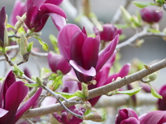 春の花