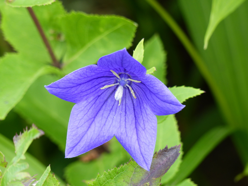 夏の花