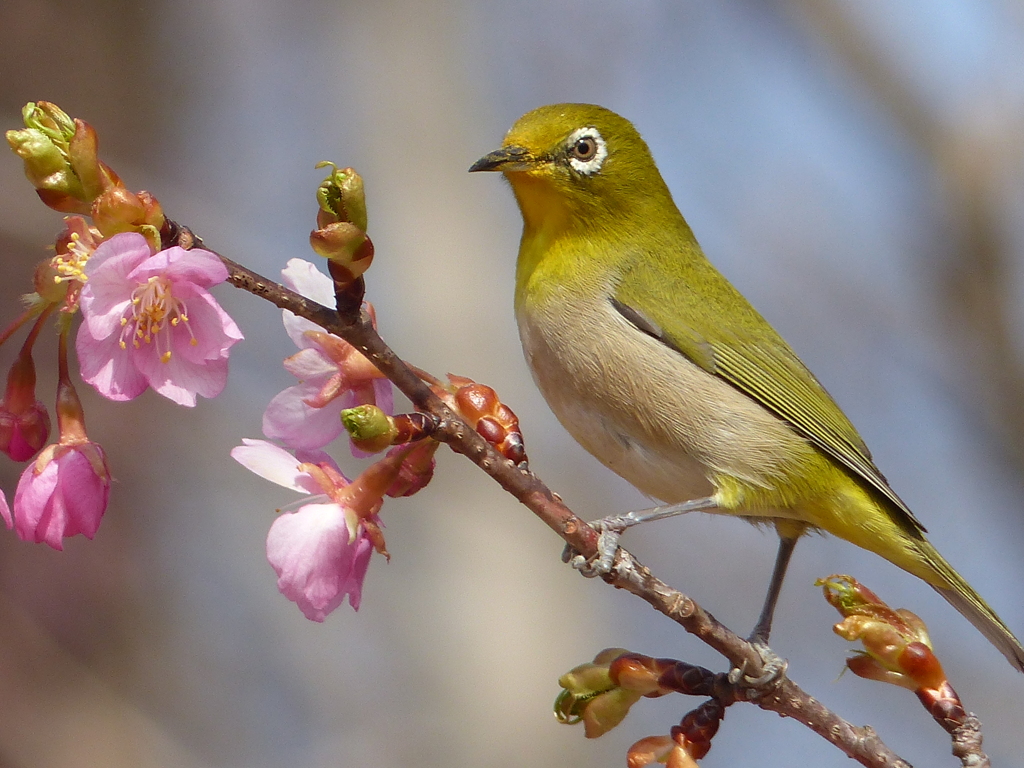 春の里山で1(河津桜とメジロ1)