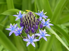 初夏の花