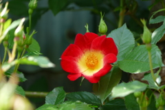 花畑で