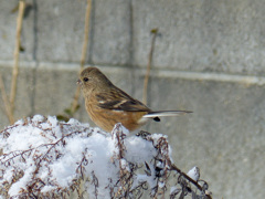 雪の朝(ベニマシコ)