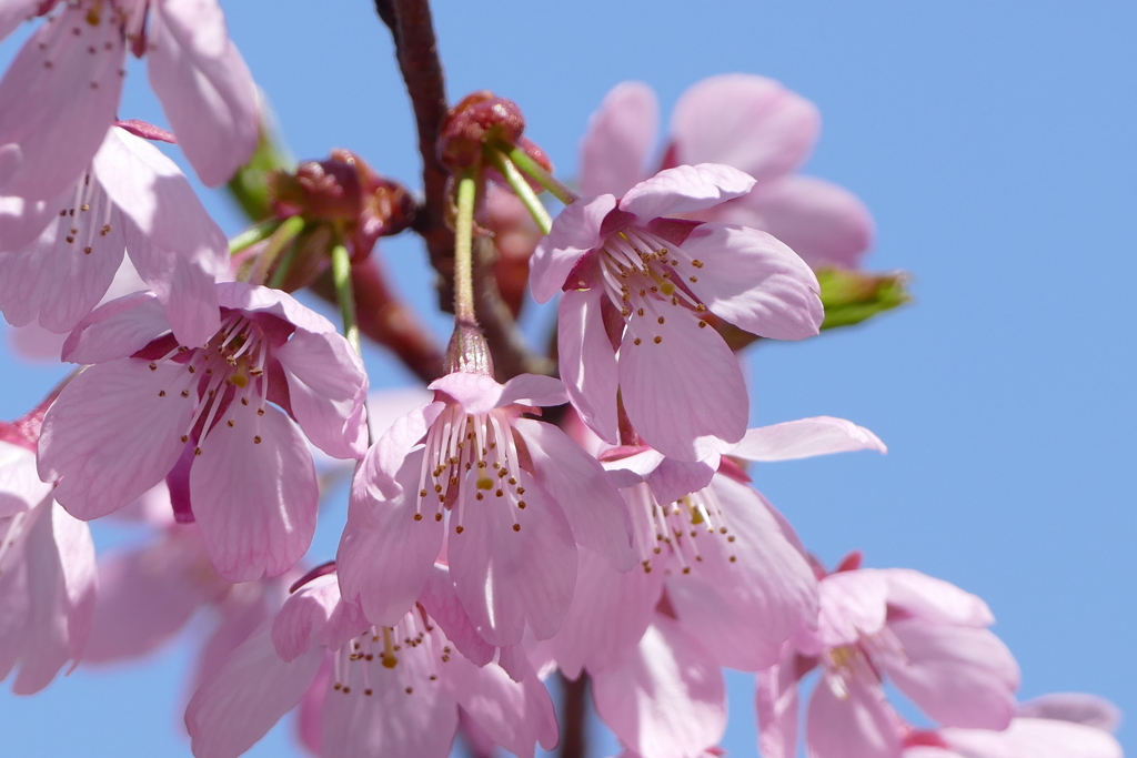 春の花(散歩の途中に)