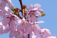 春の花(散歩の途中に)