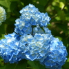紫陽花