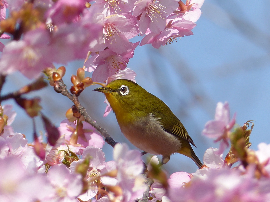 メジロ と桜