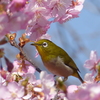 メジロ と桜