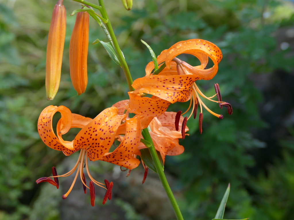 夏の花