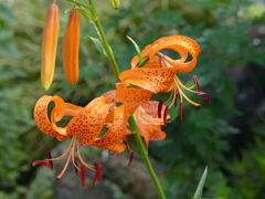夏の花