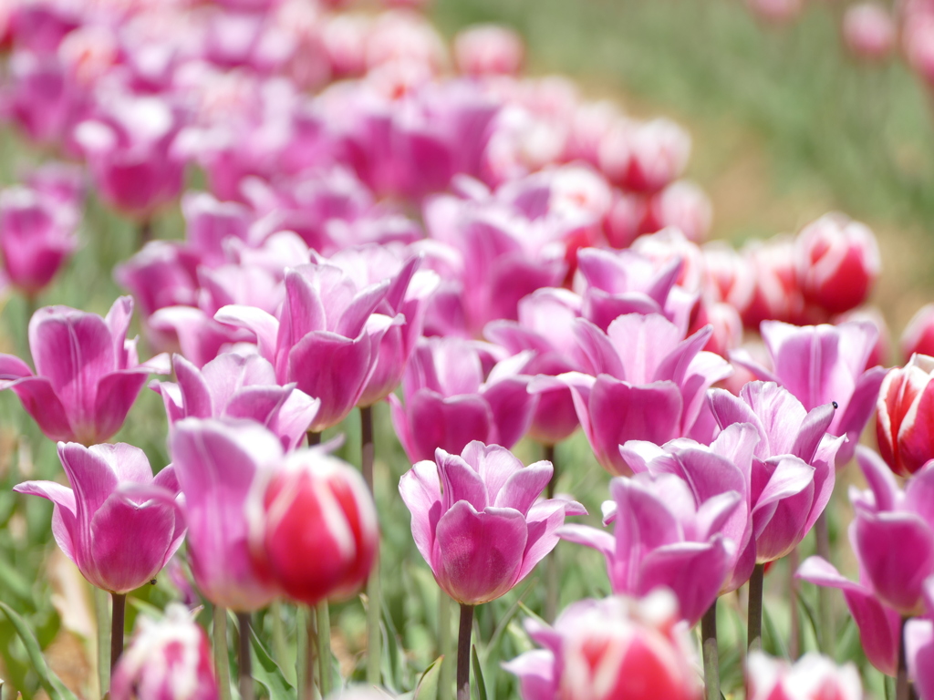 春20(チューリップ畑で2）