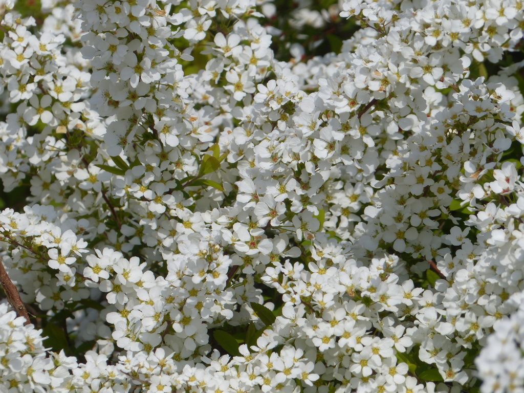 春の花3(ユキヤナギ)