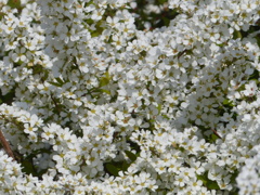 春の花3(ユキヤナギ)