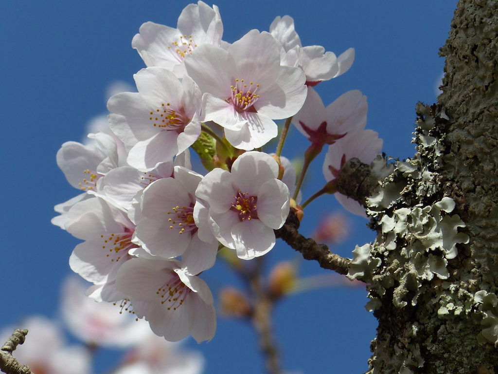 春の花  