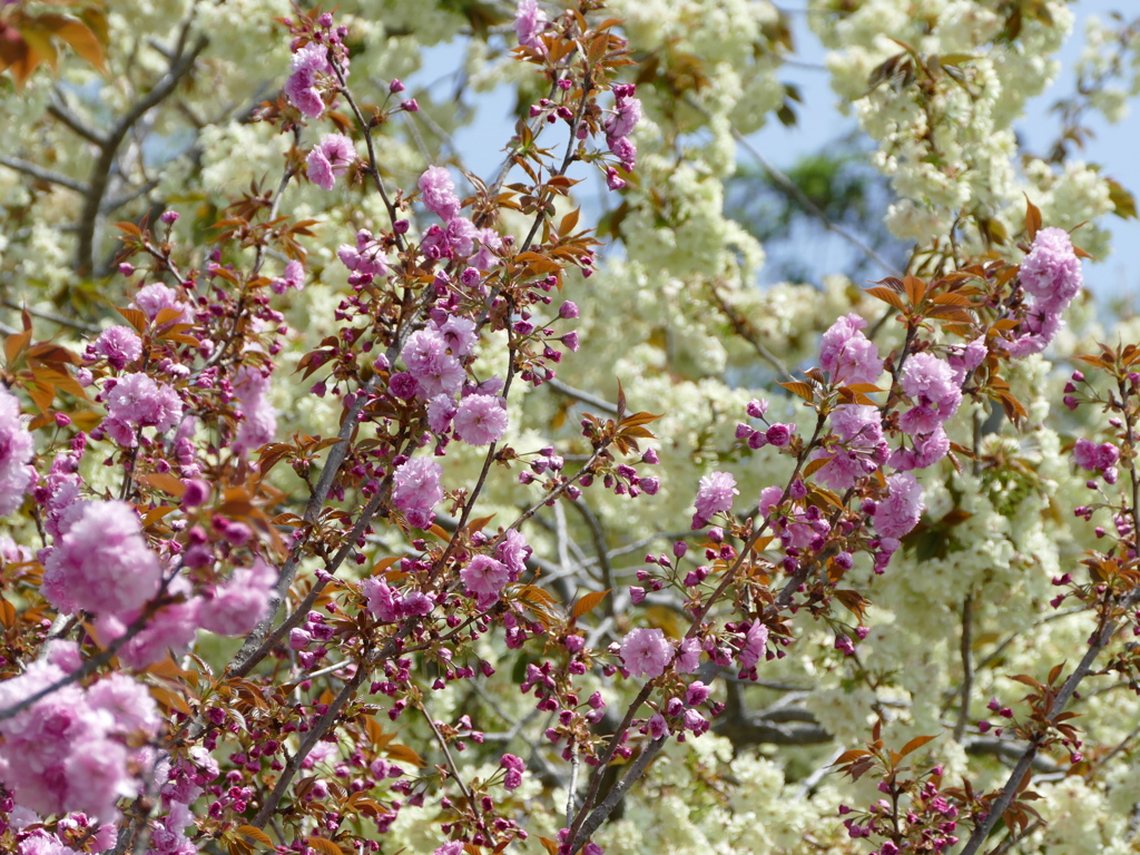 春の花8(桜8)