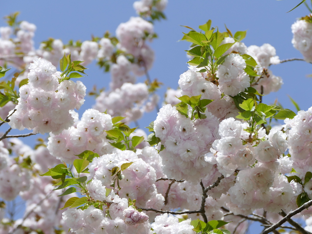 春の花8(桜8)