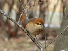 モズ   