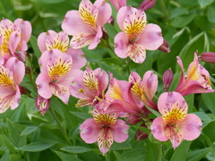初夏の花
