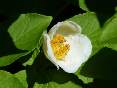 夏の花4(ナツツバキ)