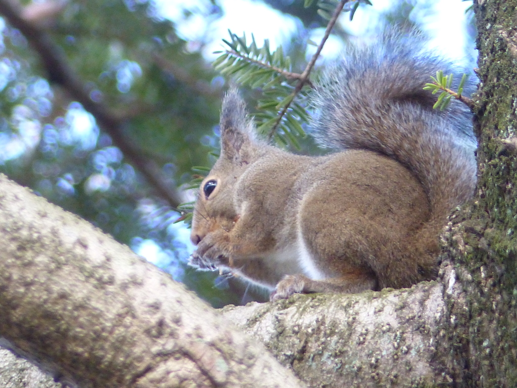 冬の里山で4(リス2)
