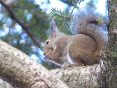 冬の里山で4(リス2)