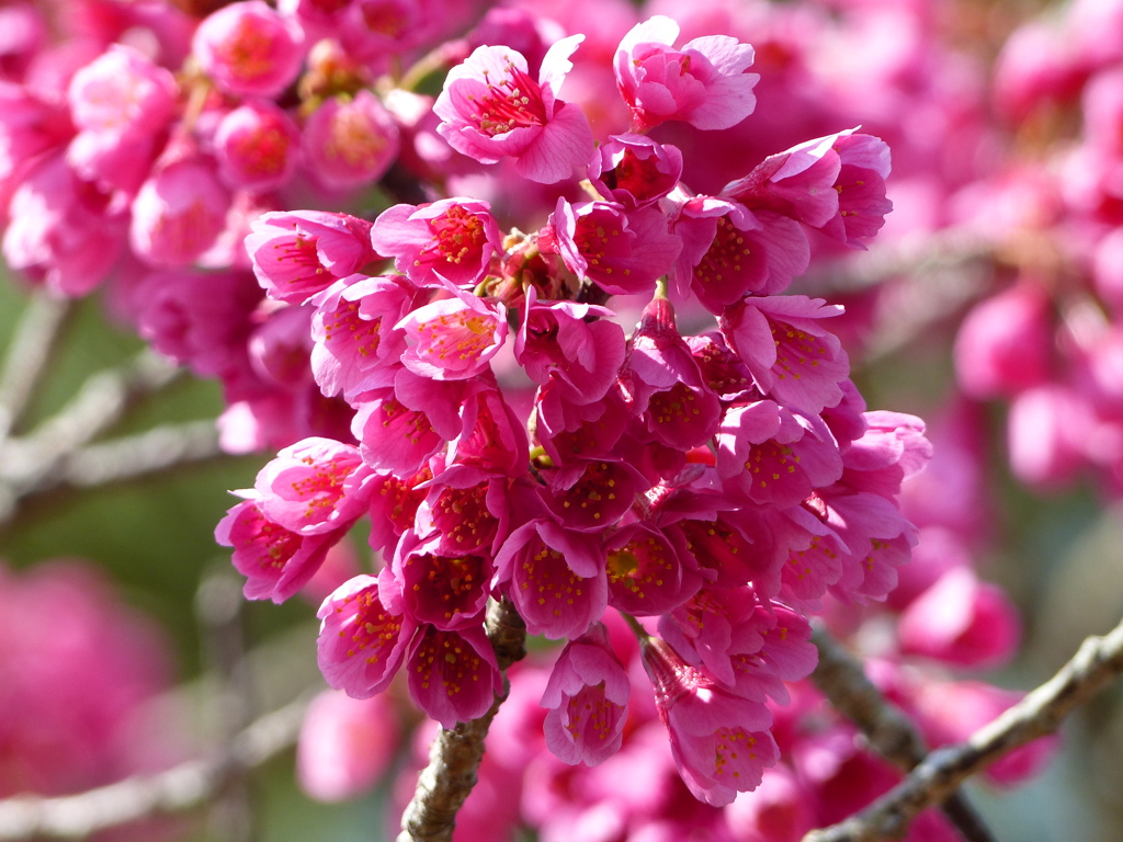 春の花2(寒緋桜)