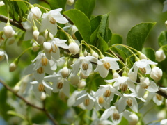 春の里山で6(エゴノキの花）
