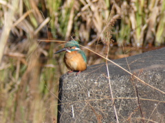 カワセミ