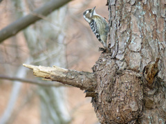 冬の里山で(コゲラ)    