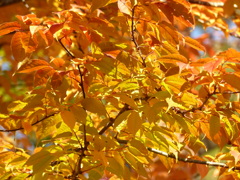 紅葉