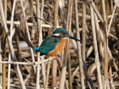 冬の里山で2(カワセミ2)