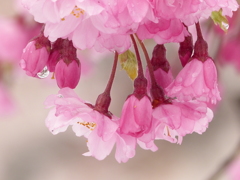 雪桜