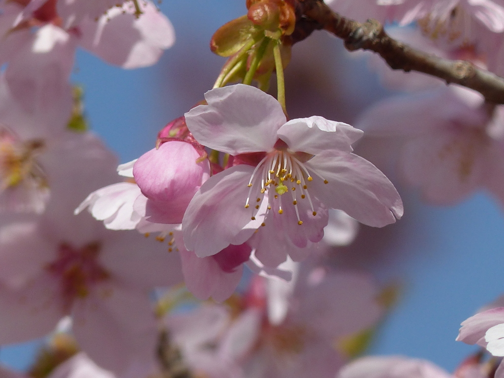 春の花