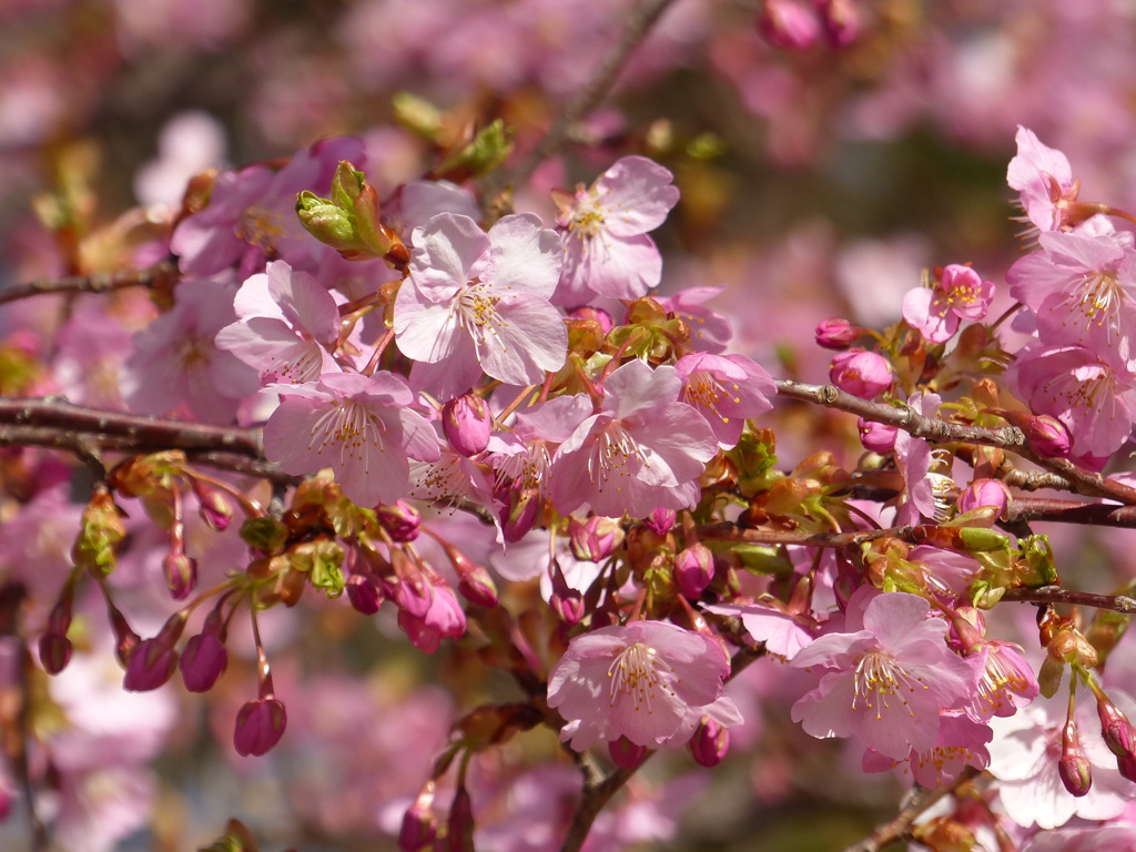 2020初桜