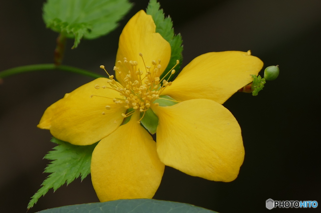 春の花