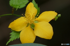 春の花