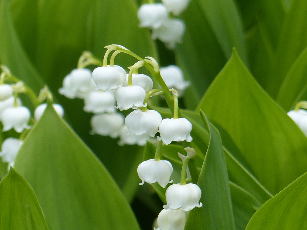 春の花