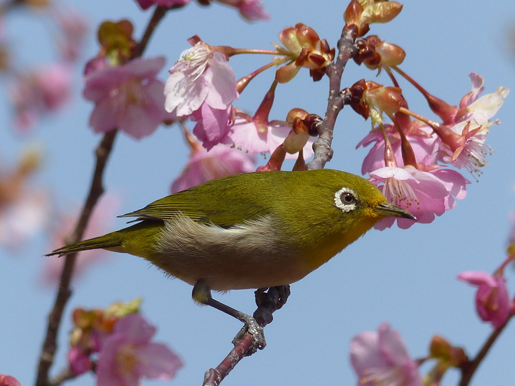 春の里山で2(河津桜とメジロ2)