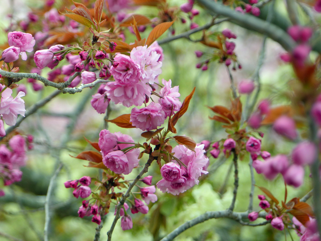 春13(春の花6)