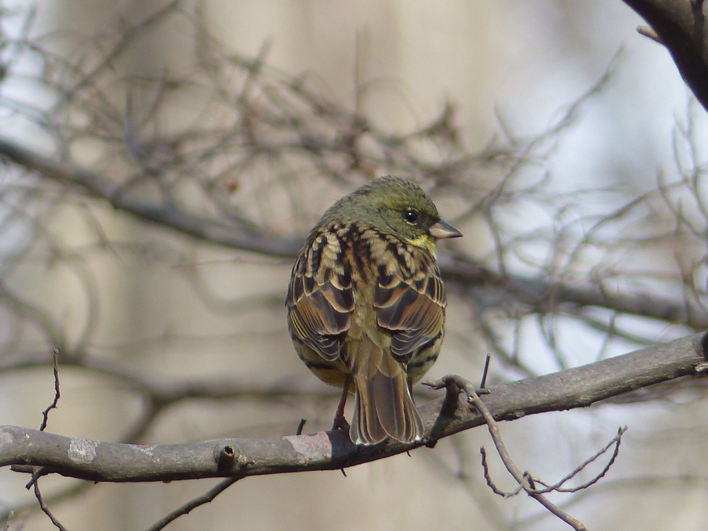 冬の里山で(アオジ)