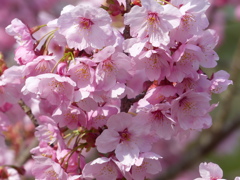 春の花8(桜7)