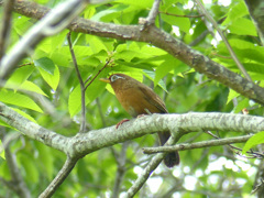 春の里山の小鳥たち　